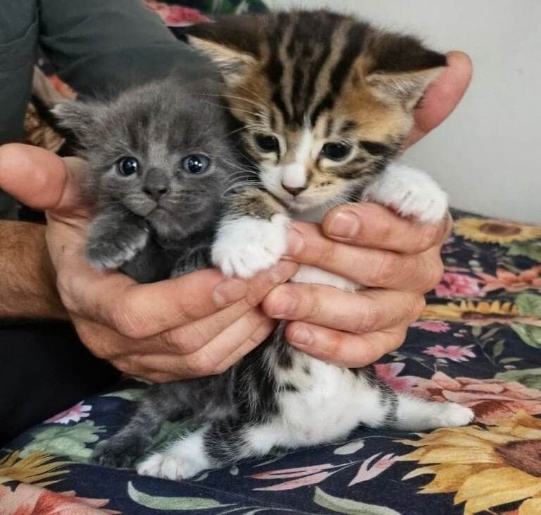 British Shorthair Kittens For Sale Under £300