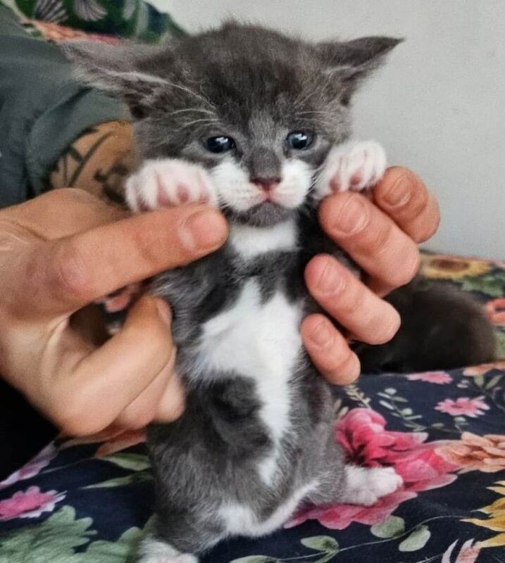 Baby kitten for sale to a loving new home - Image 2 of 6