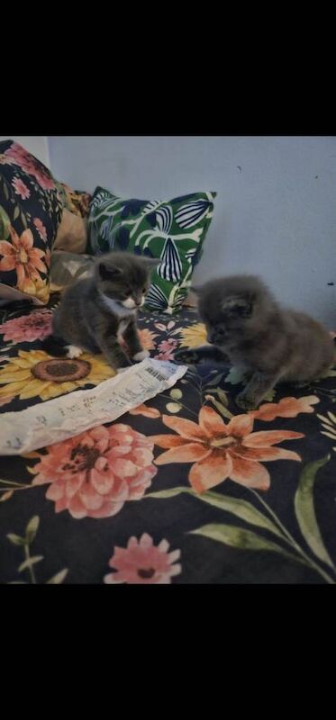 Baby kitten for sale to a loving new home - Image 3 of 6