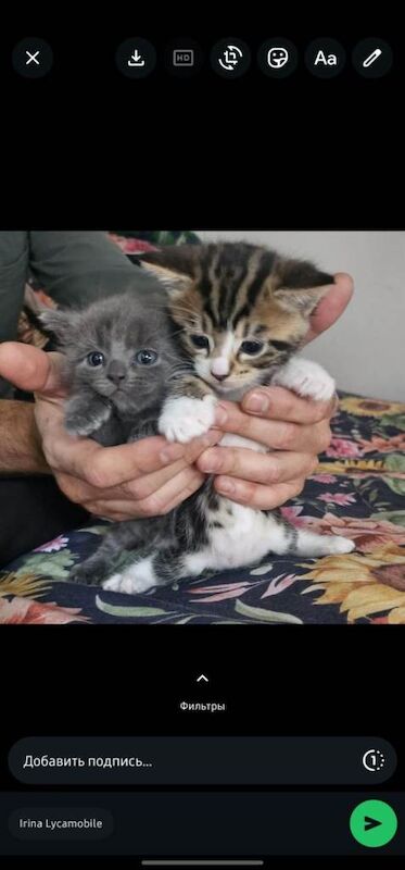 Baby kitten for sale to a loving new home - Image 4 of 6