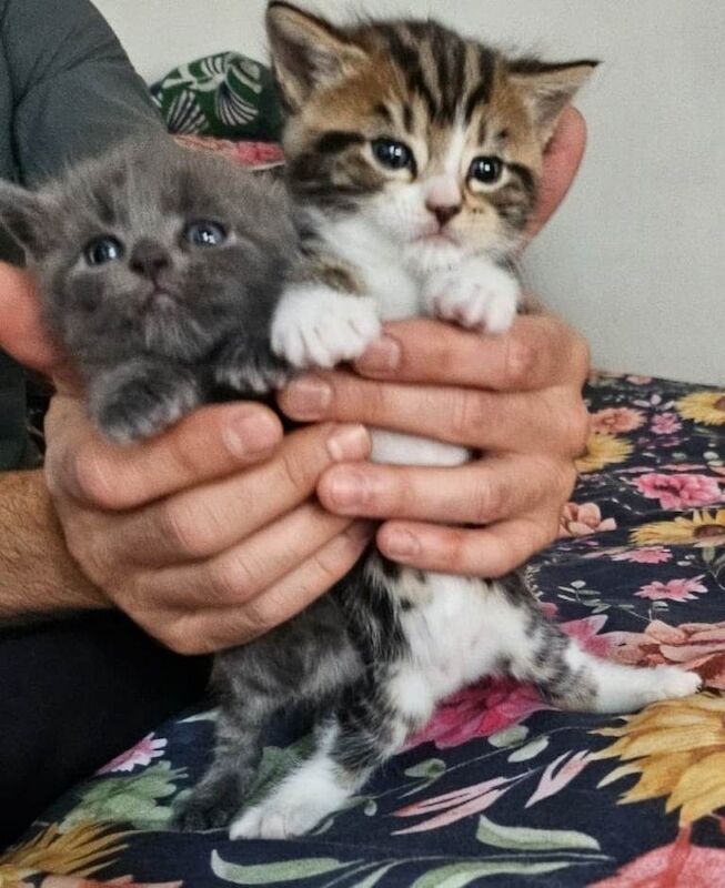 Baby kitten for sale to a loving new home - Image 5 of 6