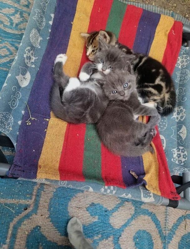 Baby kitten for sale to a loving new home - Image 6 of 6