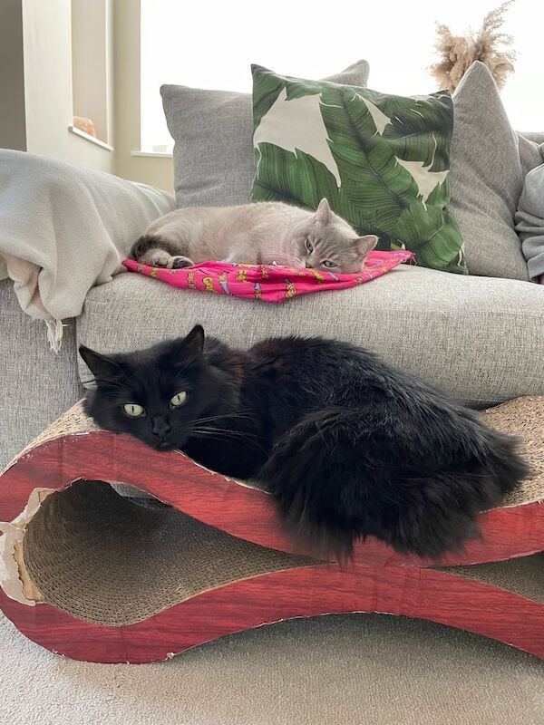 Bea and Belle for sale in St Helens, Merseyside