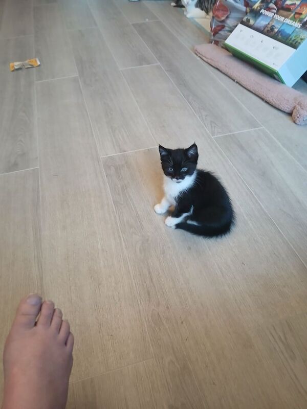 Beatiful kittens for sale in Southampton, Hampshire