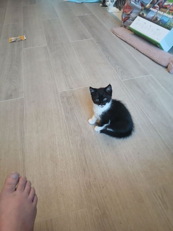 Beatiful kittens for sale in Southampton, Hampshire - Image 2