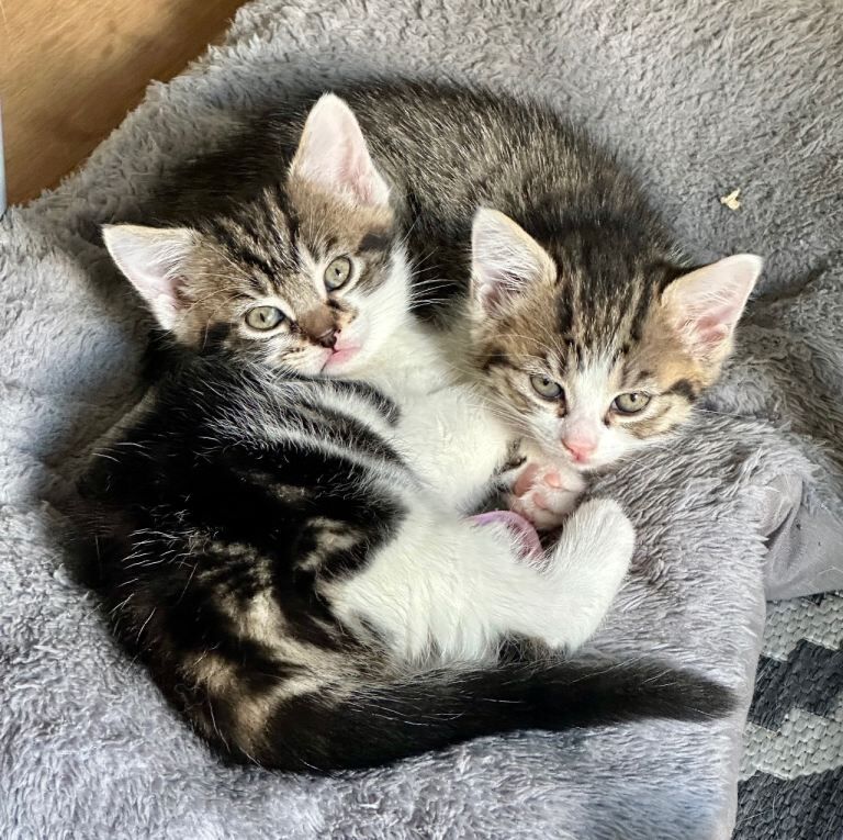 Beautiful 10-Week-Old British Tabby & White Kittens – Ready Now!