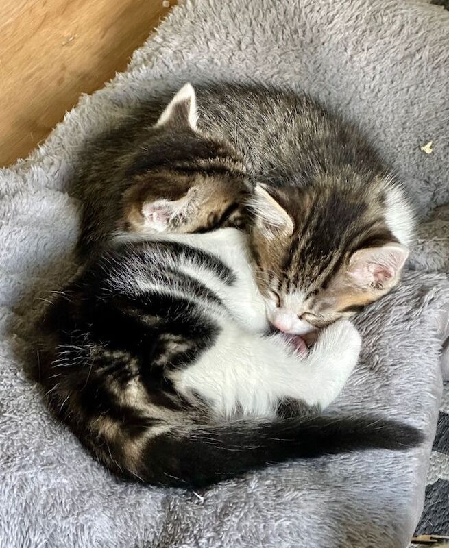 Beautiful 10-Week-Old British Tabby & White Kittens – Ready Now! - Image 2 of 6