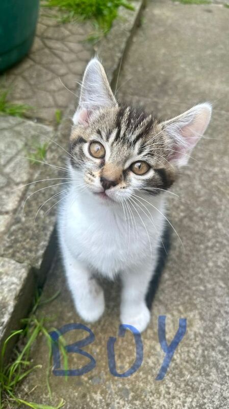 Beautiful 10-Week-Old British Tabby & White Kittens – Ready Now! - Image 3 of 6