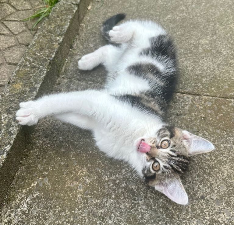 Beautiful 10-Week-Old British Tabby & White Kittens – Ready Now! - Image 4 of 6