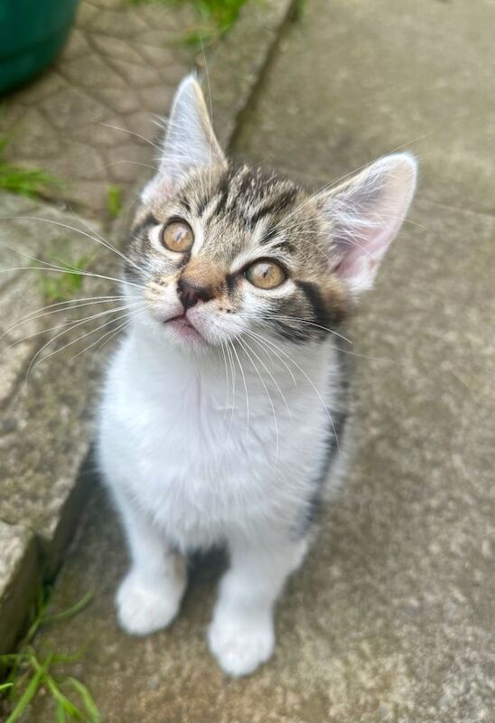 Beautiful 10-Week-Old British Tabby & White Kittens – Ready Now! - Image 5 of 6