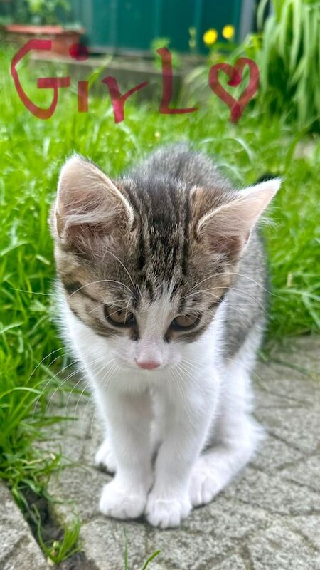 Beautiful 10-Week-Old British Tabby & White Kittens – Ready Now! - Image 6 of 6