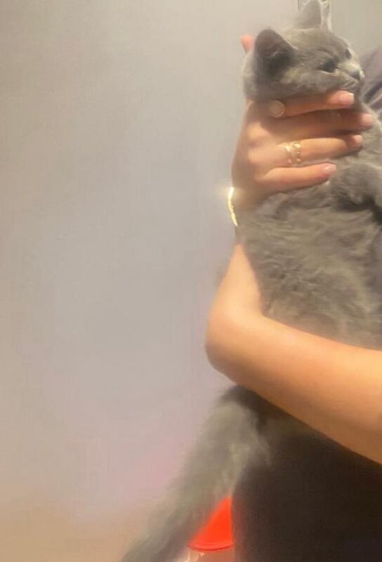 British Shorthair kittens for sale in Chelmsford, Essex – 3 months old