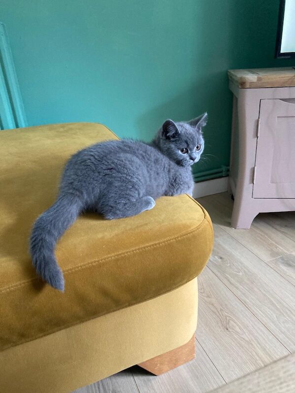 British Shorthair kittens for sale in Chelmsford, Essex – 3 months old - Image 2 of 3