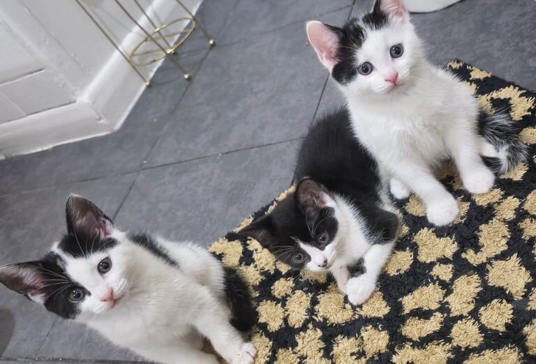 British Shorthair kittens for sale in Redbridge, Greater London – 8 weeks old - Image 2 of 3