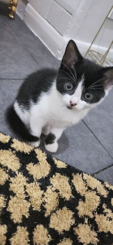 British Shorthair kittens for sale in Redbridge, Greater London – 8 weeks old - Image 3 of 3