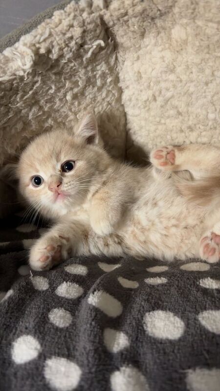 British Shorthair kittens for sale in Dagenham, Greater London – 8 weeks old