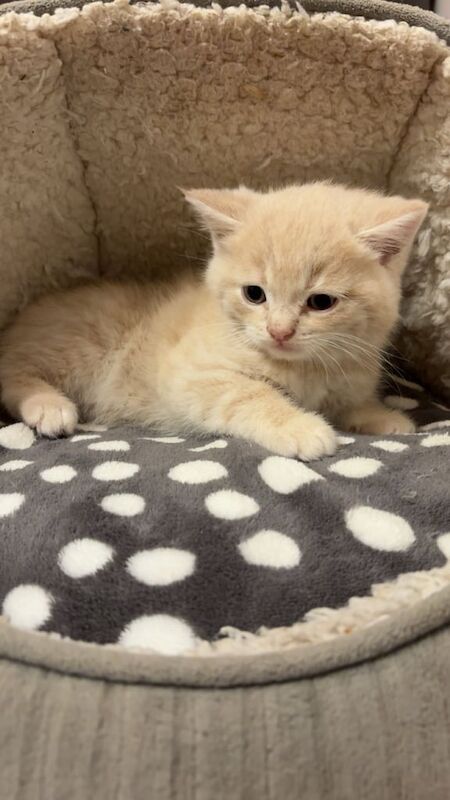 British Shorthair kittens for sale in Dagenham, Greater London – 8 weeks old - Image 2 of 6