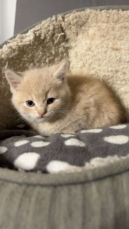 British Shorthair kittens for sale in Dagenham, Greater London – 8 weeks old - Image 3 of 6
