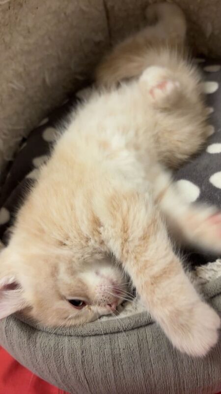 British Shorthair kittens for sale in Dagenham, Greater London – 8 weeks old - Image 4 of 6