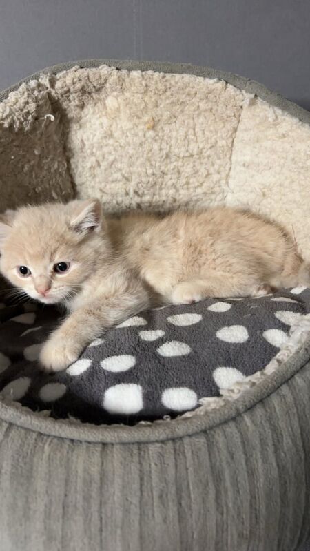 British Shorthair kittens for sale in Dagenham, Greater London – 8 weeks old - Image 5 of 6