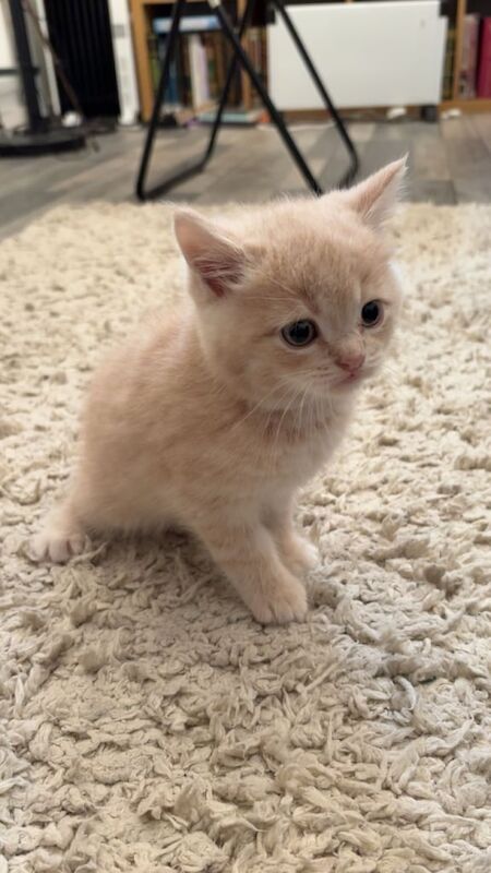 British Shorthair kittens for sale in Dagenham, Greater London – 8 weeks old - Image 6 of 6