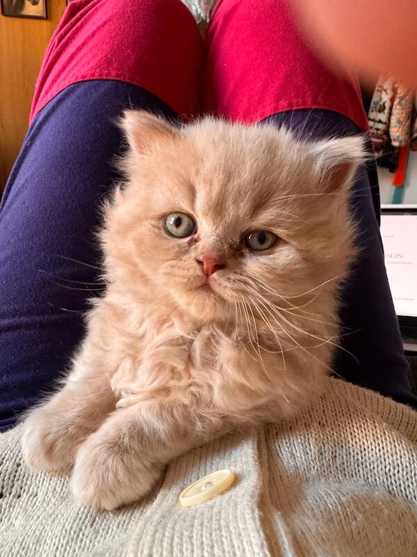 British Shorthair kittens for sale in Whitechapel, Greater London – 10 months old - Image 2 of 3