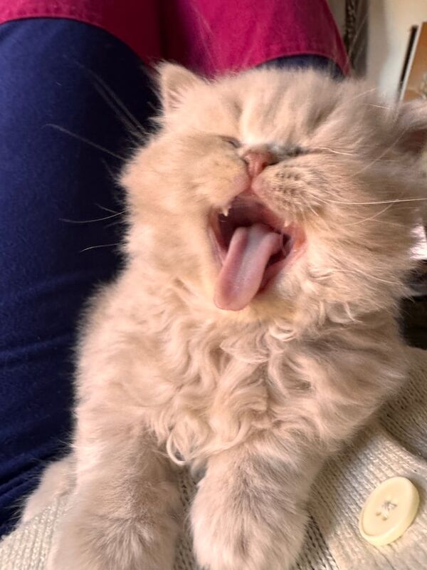 British Shorthair kittens for sale in Whitechapel, Greater London – 10 months old - Image 3 of 3