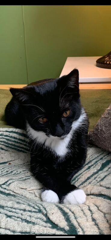 British Shorthair kittens for sale in Newcastle upon Tyne, Tyne and Wear – 1 year old - Image 2 of 3
