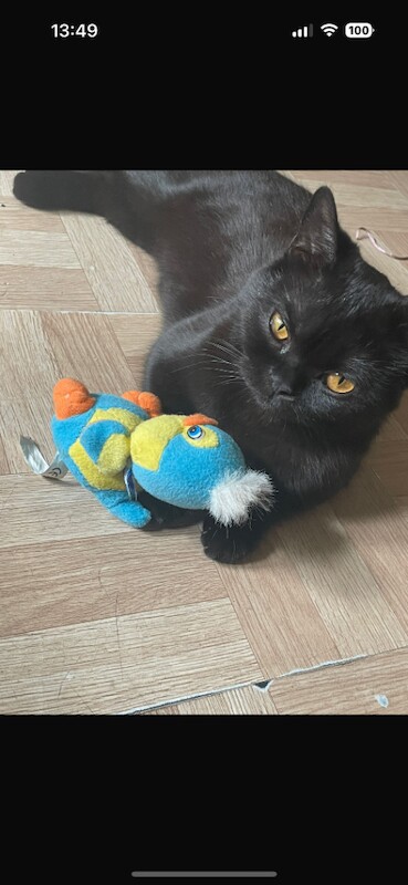 British Shorthair kittens for sale in Manchester, Greater Manchester – 1 year old