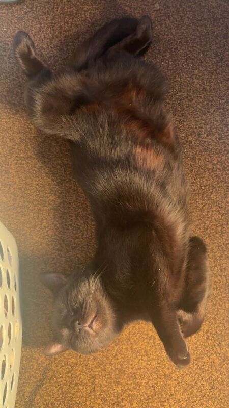 British Shorthair kittens for sale in Manchester – 1 year old - Image 2 of 5