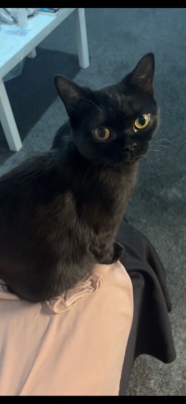 British Shorthair kittens for sale in Manchester – 1 year old - Image 3 of 5