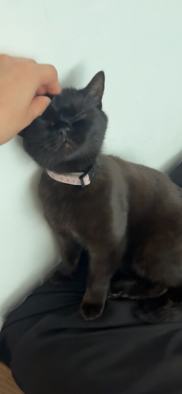 British Shorthair kittens for sale in Manchester – 1 year old - Image 4 of 5