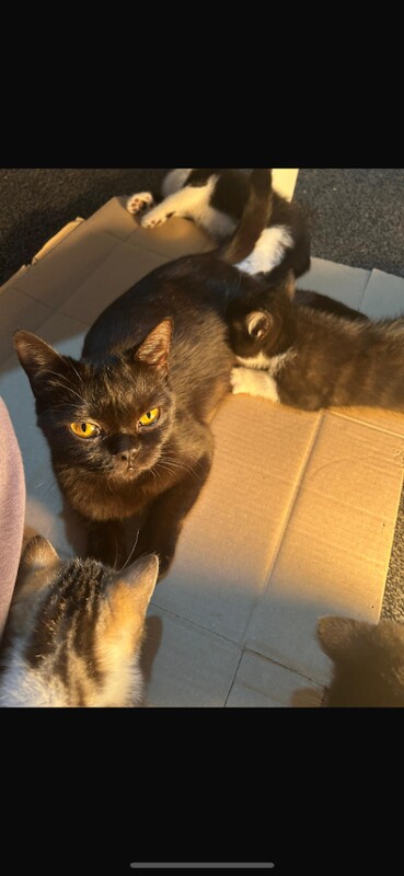 British Shorthair kittens for sale in Manchester – 1 year old - Image 5 of 5