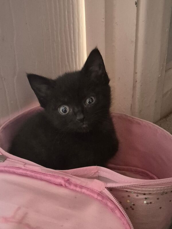 Beautiful black kitten for sale in Skegness, Lincolnshire