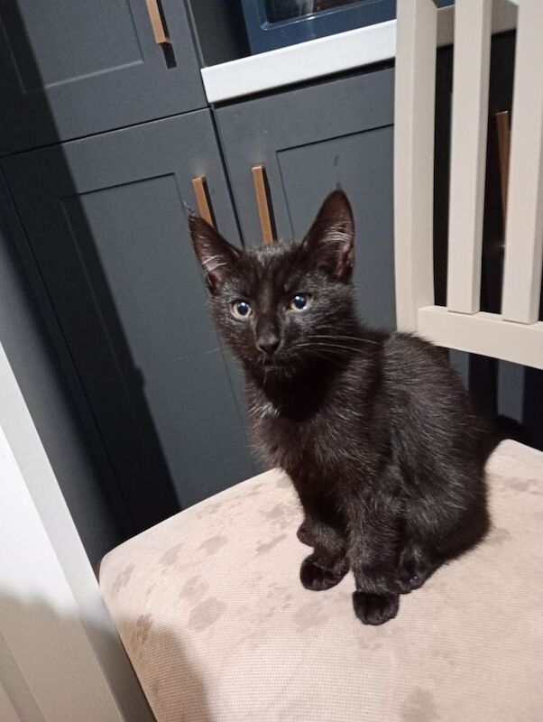 British Shorthair kittens for sale in Nuneaton, Warwickshire β 12 weeks old - Image 2 of 4