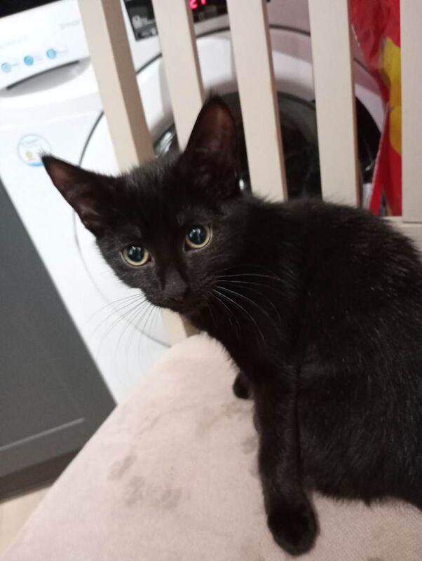 British Shorthair kittens for sale in Nuneaton, Warwickshire β 12 weeks old - Image 3 of 4