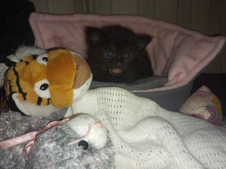 British Shorthair kittens for sale in Nuneaton, Warwickshire β 12 weeks old - Image 4 of 4