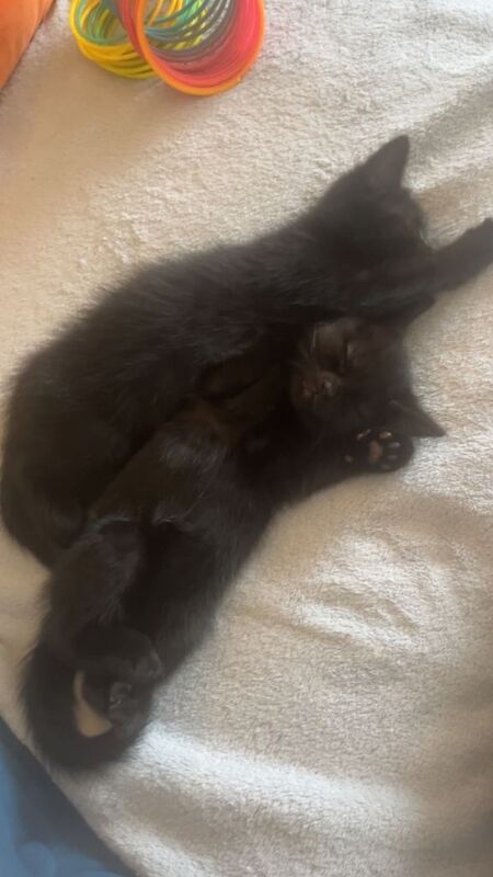Beautiful black kittens