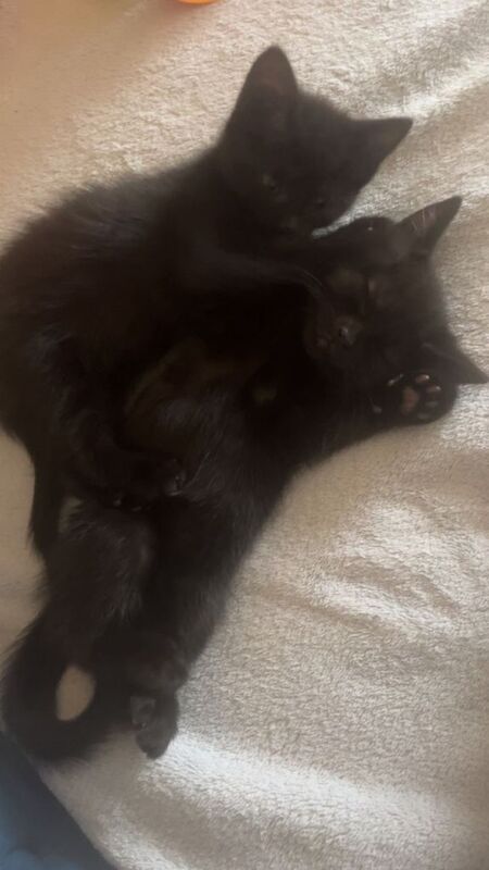 Beautiful black kittens - Image 2 of 4