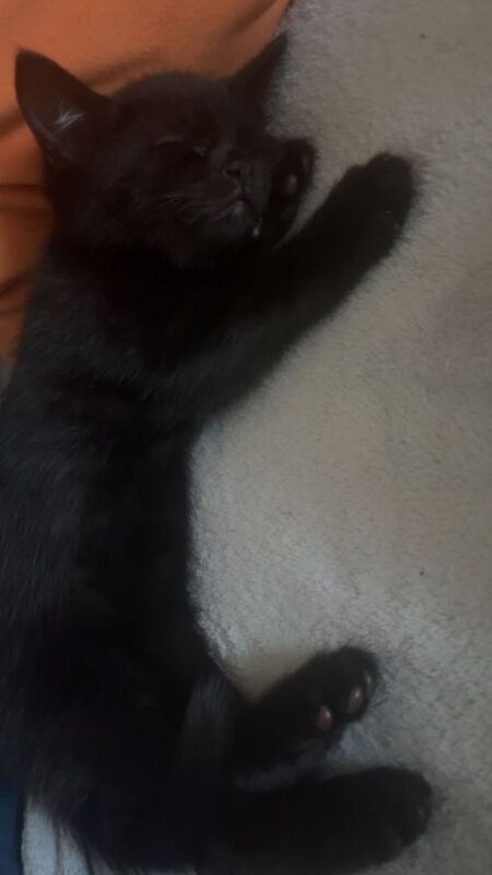 Beautiful black kittens - Image 3 of 4