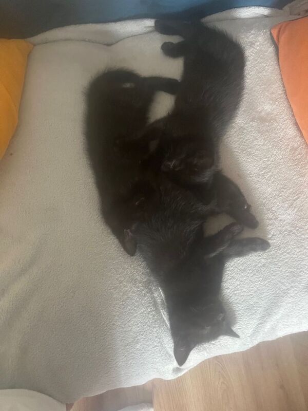 Beautiful black kittens - Image 4 of 4