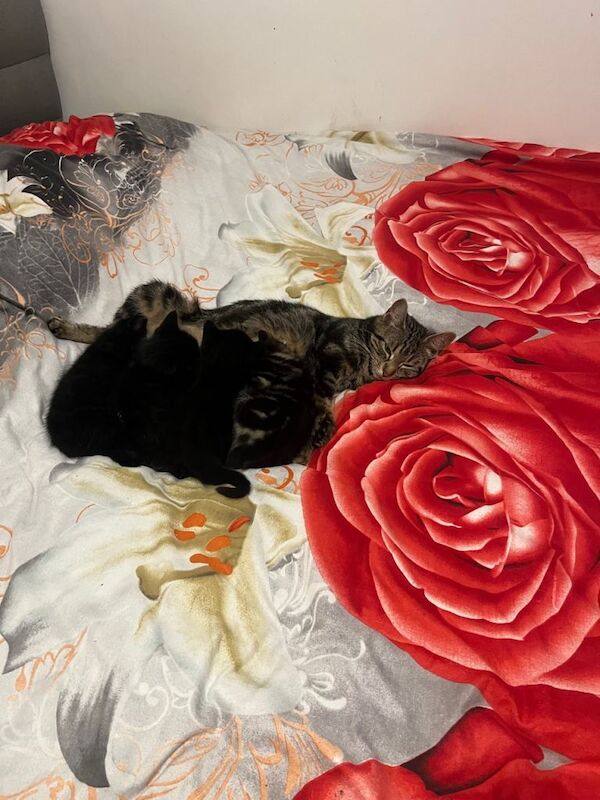 British Shorthair kittens for sale in Forest Hill, London – 11 weeks old - Image 2 of 6