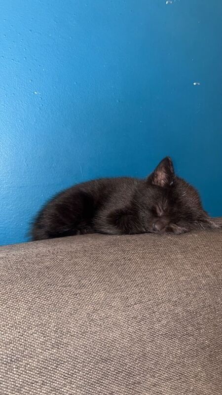 British Shorthair kittens for sale in Forest Hill, London – 11 weeks old - Image 3 of 6