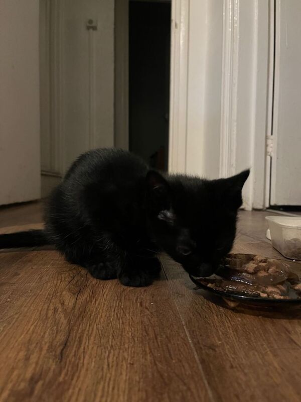 British Shorthair kittens for sale in Forest Hill, London – 11 weeks old - Image 4 of 6