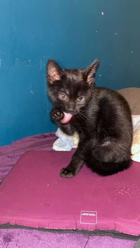 British Shorthair kittens for sale in Forest Hill, London – 11 weeks old - Image 5 of 6