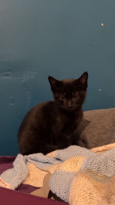 British Shorthair kittens for sale in Forest Hill, London – 11 weeks old - Image 6 of 6
