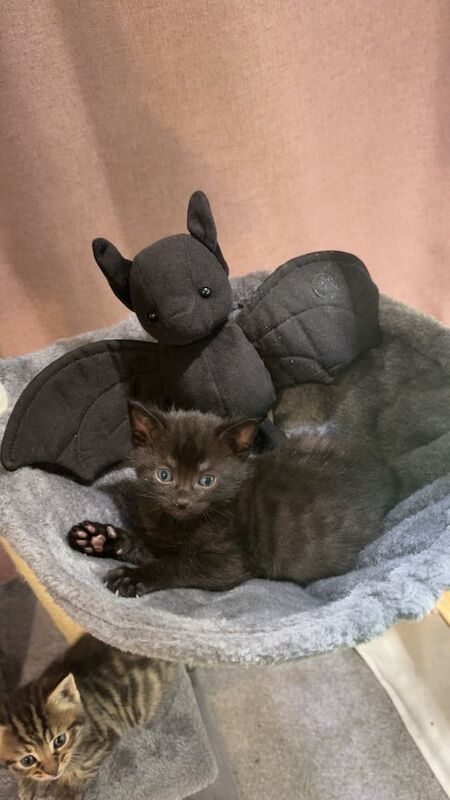 British Shorthair kittens for sale in Stoke Gifford, Gloucestershire – 5 weeks old