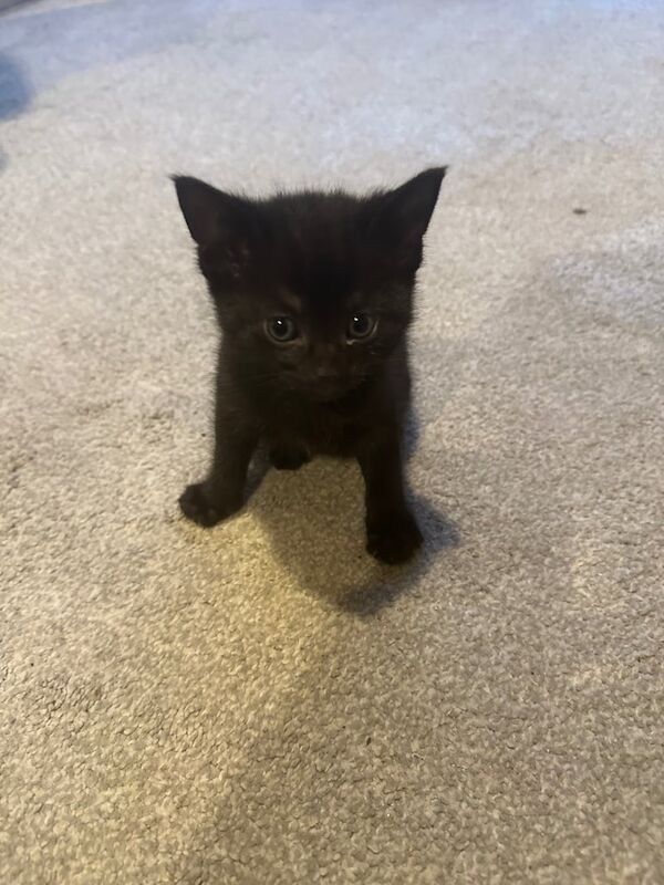 British Shorthair kittens for sale in Stoke Gifford, Gloucestershire – 5 weeks old - Image 2 of 3
