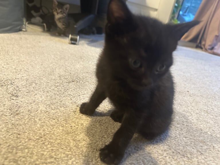 British Shorthair kittens for sale in Stoke Gifford, Gloucestershire – 5 weeks old - Image 3 of 3