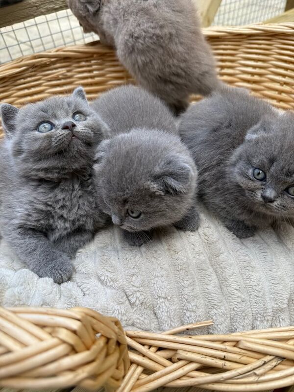 Beautiful Blue and lilac kittens British shorthair for sale in Leicester, Leicestershire